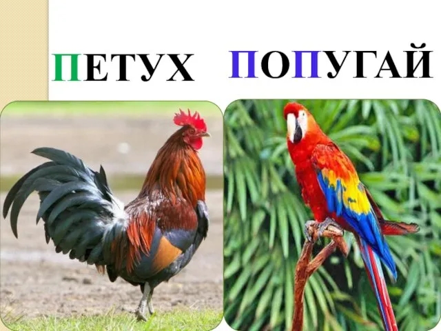 ПЕТУХ ПОПУГАЙ