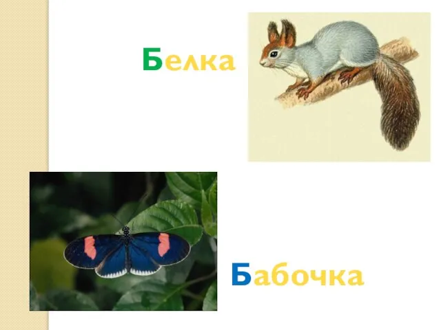 Белка Бабочка