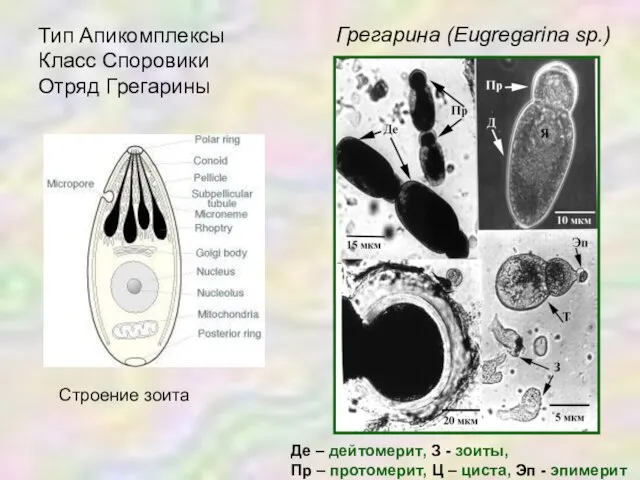 Тип Апикомплексы Класс Споровики Отряд Грегарины Грегарина (Eugregarina sp.) Строение зоита