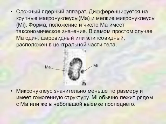 Сложный ядерный аппарат. Дифференцируется на крупные макронуклеусы(Ма) и мелкие микронуклеусы(Мi). Форма,