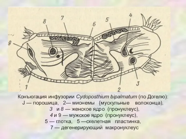 Конъюгация инфузории Cydoposthium bipalmatum (по Догелю): J — порошица, 2— мионемы