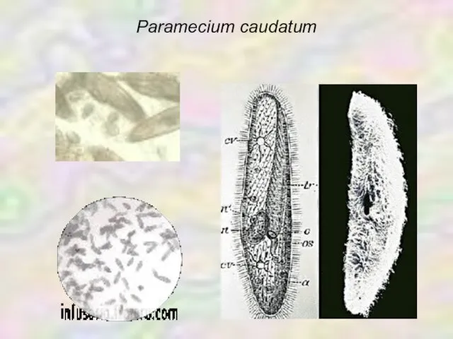 Paramecium caudatum