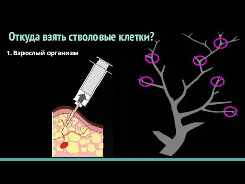 Откуда взять стволовые клетки? 1. Взрослый организм