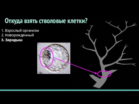 Откуда взять стволовые клетки? 1. Взрослый организм 2. Новорожденный 3. Зародыш