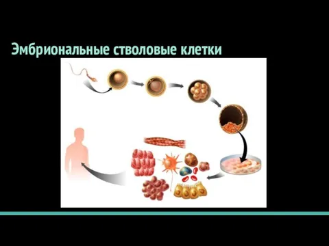 Эмбриональные стволовые клетки