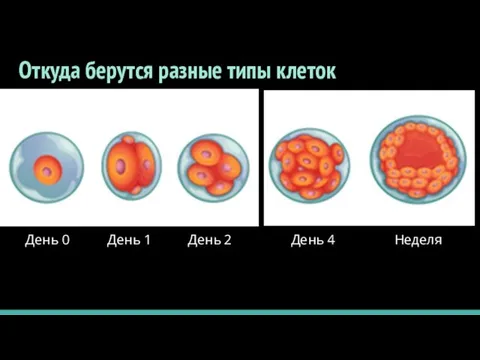 Откуда берутся разные типы клеток День 0 День 1 День 2 День 4 Неделя