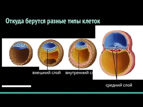 Откуда берутся разные типы клеток средний слой внутренний слой внешний слой