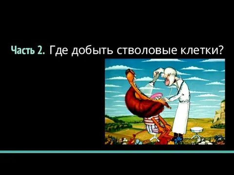 Часть 2. Где добыть стволовые клетки?