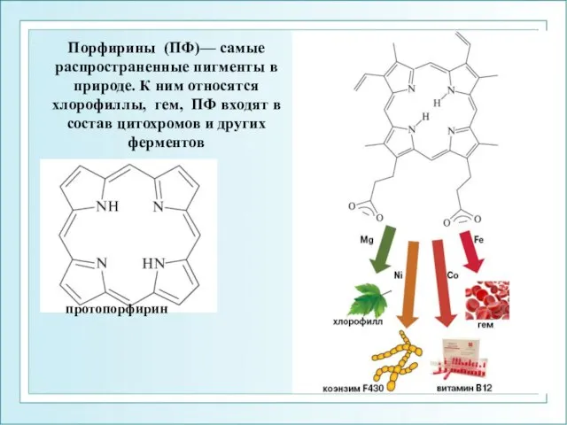 протопорфирин Порфирины (ПФ)— самые распространенные пигменты в природе. К ним относятся