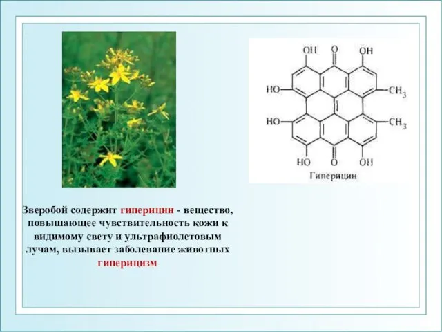 Зверобой содержит гиперицин - вещество, повышающее чувствительность кожи к видимому свету