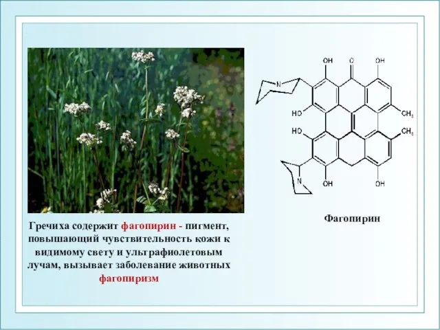 Фагопирин Гречиха содержит фагопирин - пигмент, повышающий чувствительность кожи к видимому