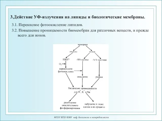 3.Действие УФ-излучения на липиды и биологические мембраны. 3.1. Перекисное фотоокисление липидов.