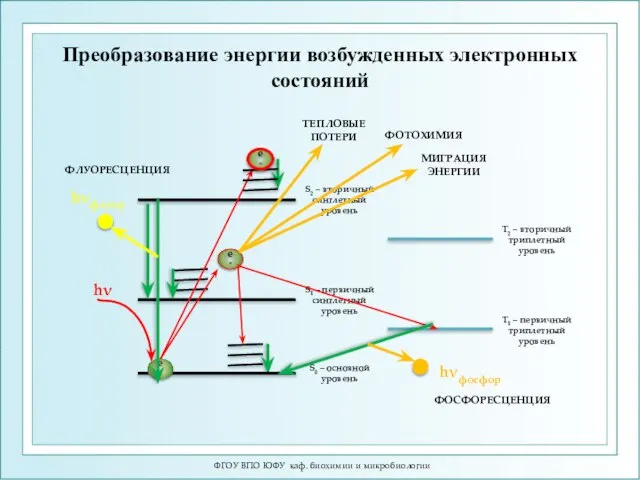 ФГОУ ВПО ЮФУ каф. биохимии и микробиологии Преобразование энергии возбужденных электронных состояний