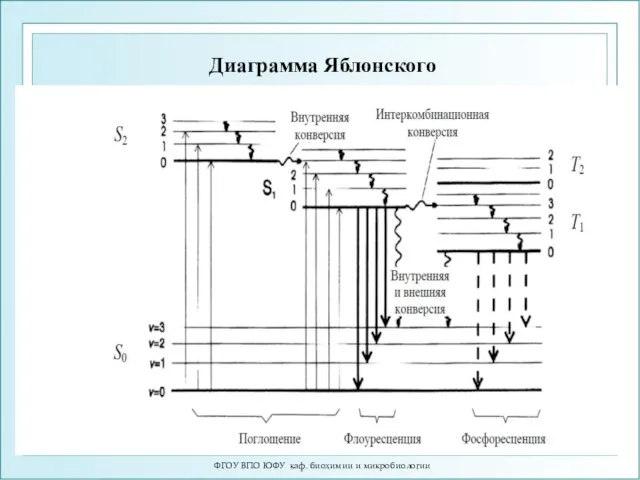 Диаграмма Яблонского ФГОУ ВПО ЮФУ каф. биохимии и микробиологии