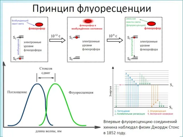 ФГОУ ВПО ЮФУ каф. биохимии и микробиологии