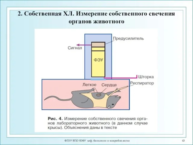 ФГОУ ВПО ЮФУ каф. биохимии и микробиологии 2. Собственная ХЛ. Измерение собственного свечения органов животного