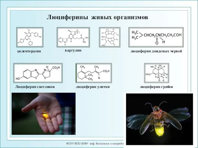 ФГОУ ВПО ЮФУ каф. биохимии и микробиологии Люциферины живых организмов Люциферин