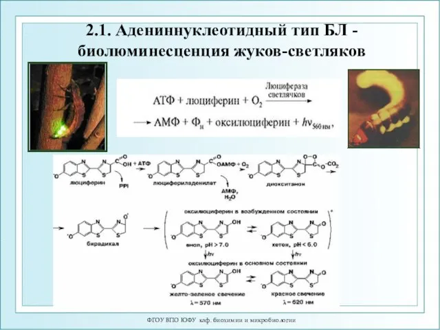 ФГОУ ВПО ЮФУ каф. биохимии и микробиологии 2.1. Адениннуклеотидный тип БЛ - биолюминесценция жуков-светляков