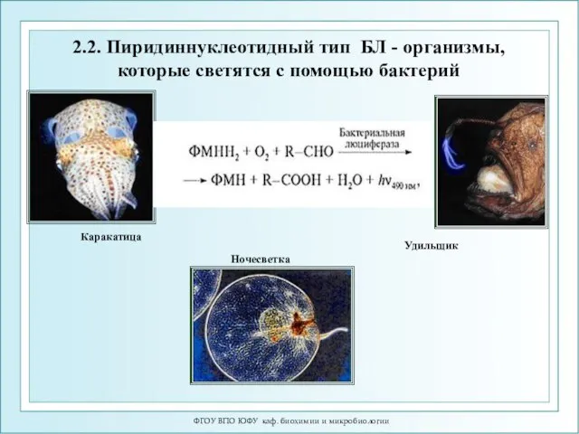 ФГОУ ВПО ЮФУ каф. биохимии и микробиологии Каракатица Каракатица Ночесветка Удильщик