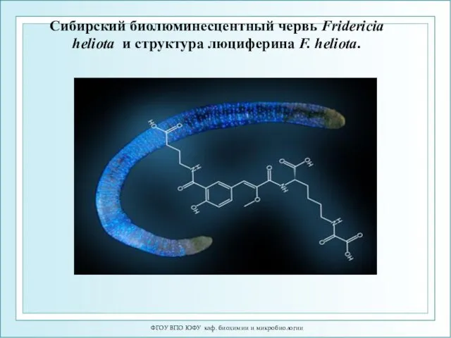 ФГОУ ВПО ЮФУ каф. биохимии и микробиологии Сибирский биолюминесцентный червь Fridericia
