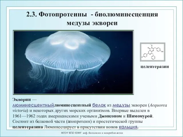 ФГОУ ВПО ЮФУ каф. биохимии и микробиологии 2.3. Фотопротеины - биолюминесценция