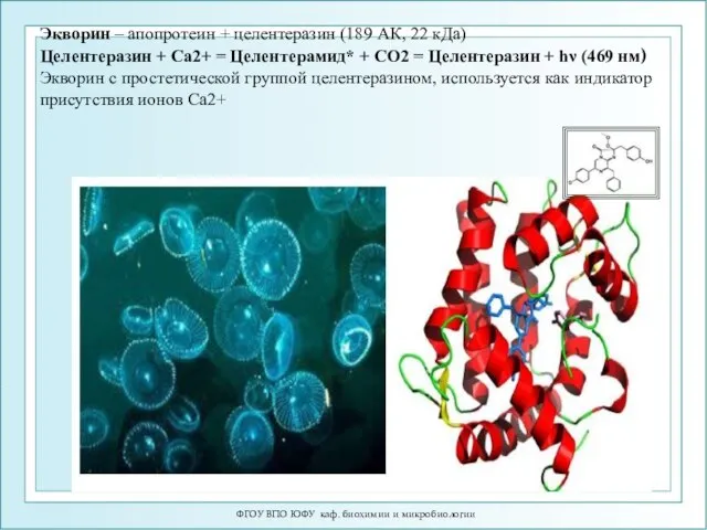 Экворин – апопротеин + целентеразин (189 АК, 22 кДа) Целентеразин +