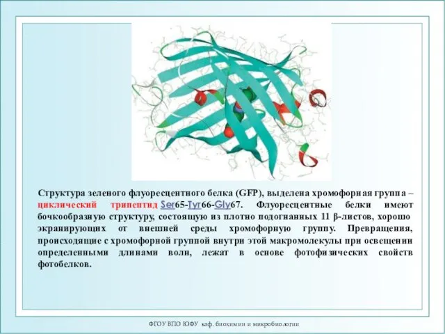 ФГОУ ВПО ЮФУ каф. биохимии и микробиологии Структура зеленого флуоресцентного белка