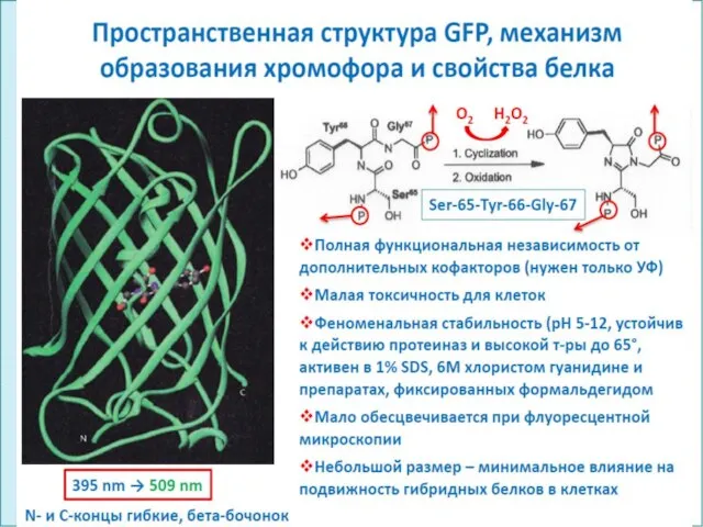 ФГОУ ВПО ЮФУ каф. биохимии и микробиологии