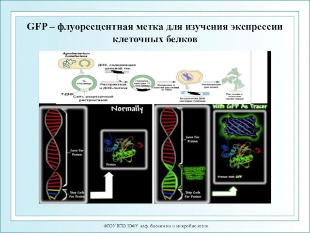 GFP – флуоресцентная метка для изучения экспрессии клеточных белков ФГОУ ВПО ЮФУ каф. биохимии и микробиологии