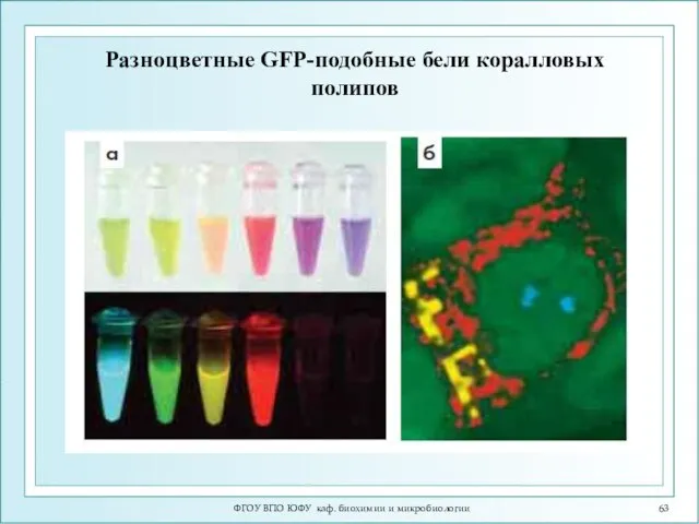 ФГОУ ВПО ЮФУ каф. биохимии и микробиологии Разноцветные GFP-подобные бели коралловых полипов