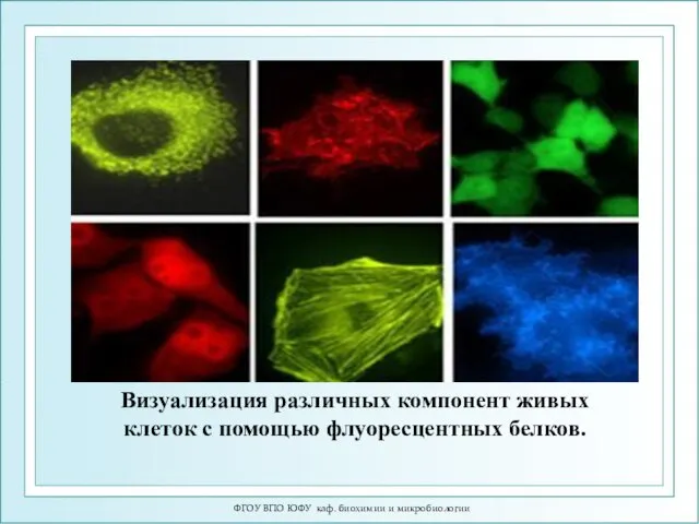 ФГОУ ВПО ЮФУ каф. биохимии и микробиологии Визуализация различных компонент живых клеток с помощью флуоресцентных белков.