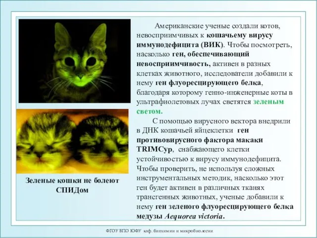 ФГОУ ВПО ЮФУ каф. биохимии и микробиологии Американские ученые создали котов,