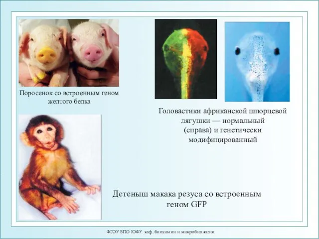 ФГОУ ВПО ЮФУ каф. биохимии и микробиологии Поросенок со встроенным геном