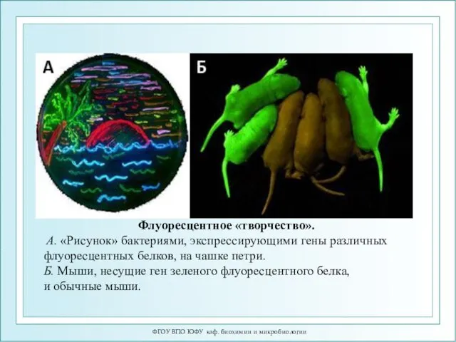 ФГОУ ВПО ЮФУ каф. биохимии и микробиологии Флуоресцентное «творчество». А. «Рисунок»