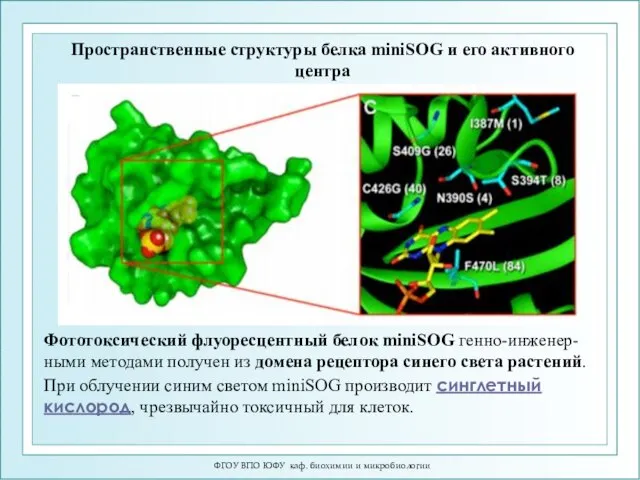 ФГОУ ВПО ЮФУ каф. биохимии и микробиологии Пространственные структуры белка miniSOG