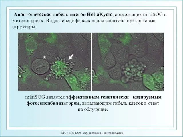 ФГОУ ВПО ЮФУ каф. биохимии и микробиологии Апоптотическая гибель клеток HeLaKyoto,