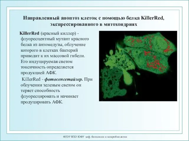 ФГОУ ВПО ЮФУ каф. биохимии и микробиологии Направленный апоптоз клеток с