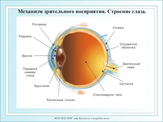 ФГОУ ВПО ЮФУ каф. биохимии и микробиологии Механизм зрительного восприятия. Строение глаза.