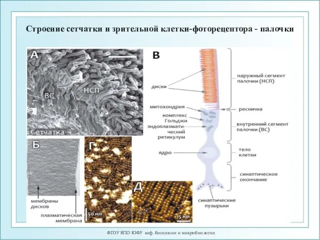 ФГОУ ВПО ЮФУ каф. биохимии и микробиологии Строение сетчатки и зрительной клетки-фоторецептора - палочки