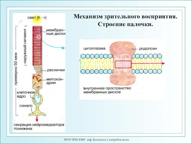 ФГОУ ВПО ЮФУ каф. биохимии и микробиологии Механизм зрительного восприятия. Строение палочки.