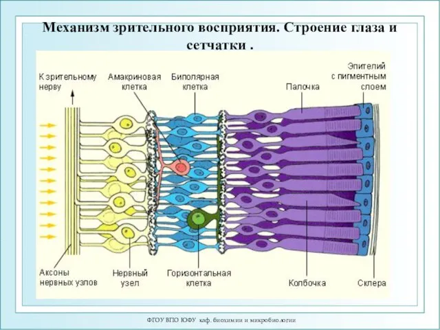 ФГОУ ВПО ЮФУ каф. биохимии и микробиологии Механизм зрительного восприятия. Строение глаза и сетчатки .