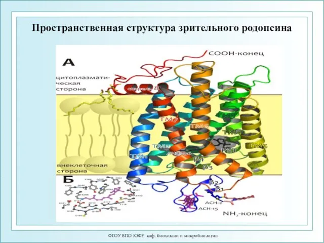 ФГОУ ВПО ЮФУ каф. биохимии и микробиологии Пространственная структура зрительного родопсина