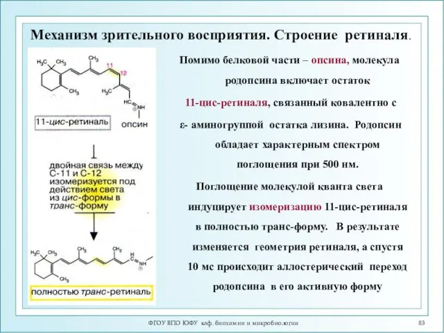 ФГОУ ВПО ЮФУ каф. биохимии и микробиологии Механизм зрительного восприятия. Строение