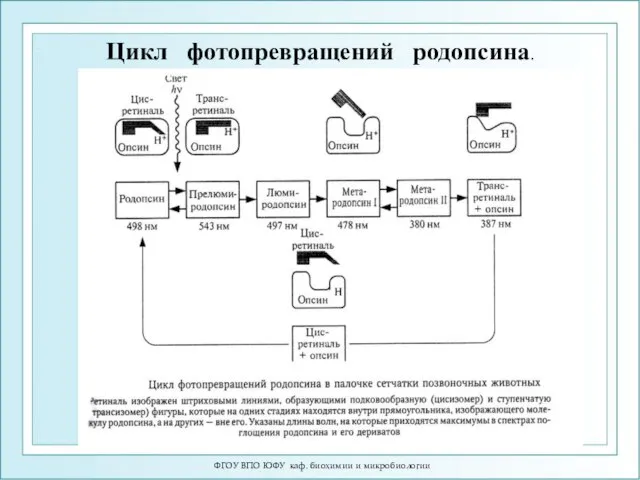 ФГОУ ВПО ЮФУ каф. биохимии и микробиологии Цикл фотопревращений родопсина.