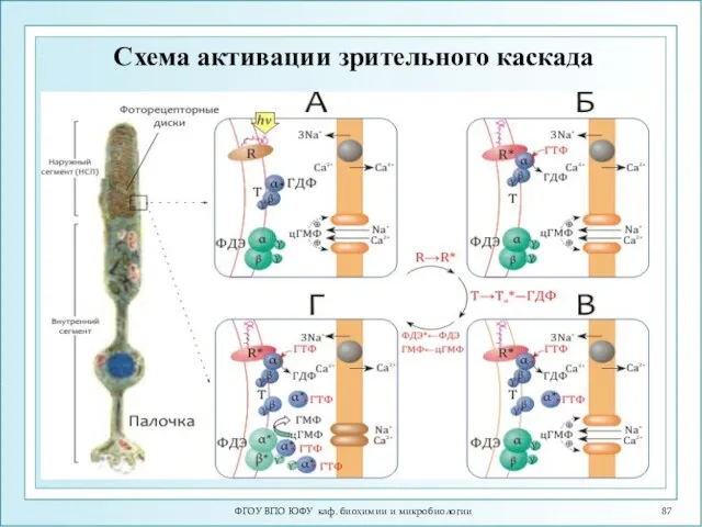 ФГОУ ВПО ЮФУ каф. биохимии и микробиологии Схема активации зрительного каскада