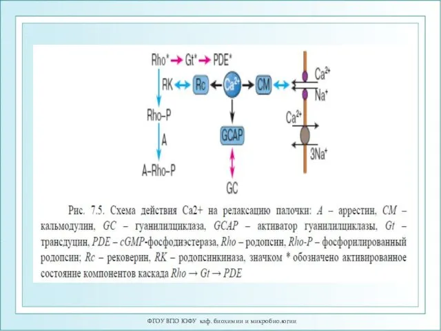 ФГОУ ВПО ЮФУ каф. биохимии и микробиологии