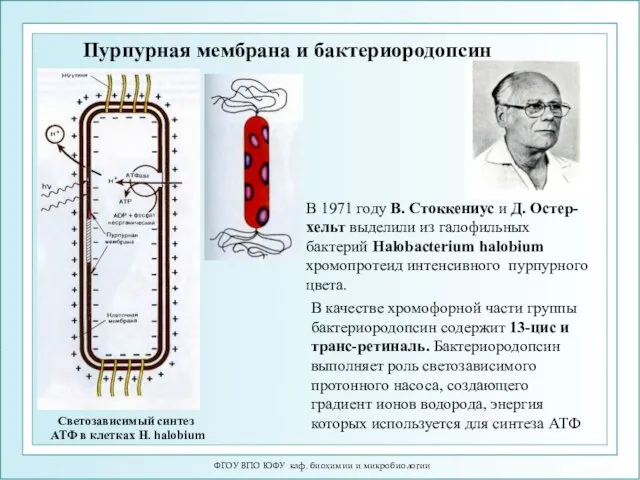 ФГОУ ВПО ЮФУ каф. биохимии и микробиологии Пурпурная мембрана и бактериородопсин