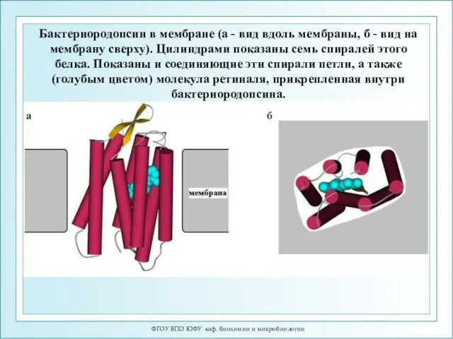 ФГОУ ВПО ЮФУ каф. биохимии и микробиологии Бактериородопсин в мембране (а