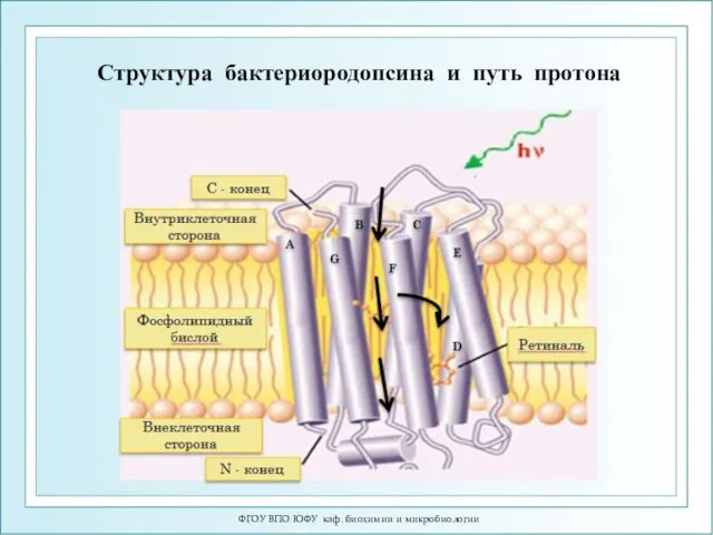 ФГОУ ВПО ЮФУ каф. биохимии и микробиологии Структура бактериородопсина и путь протона