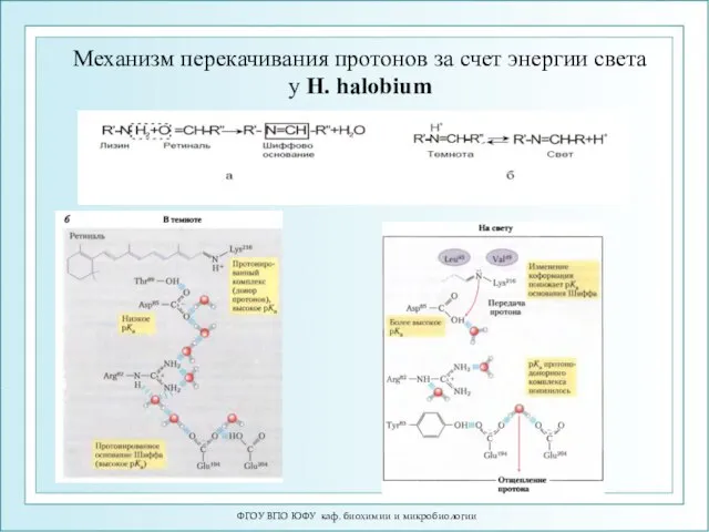 ФГОУ ВПО ЮФУ каф. биохимии и микробиологии Механизм перекачивания протонов за